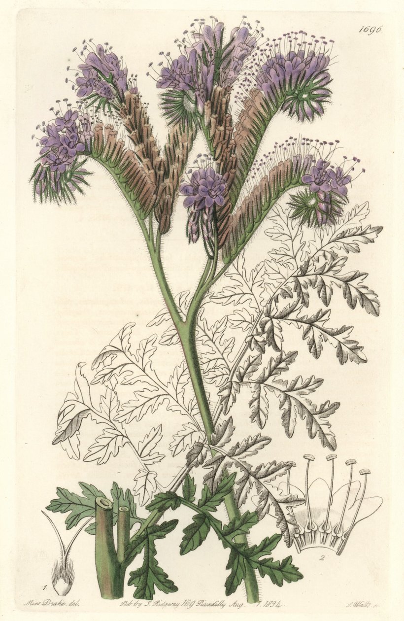 Facelia wrotyczowata, pochodząca z Kalifornii - Water forte autorstwa S. Wattsa z ilustracji Sarah Anne Drake (1803-1857), z rejestru botanicznego autorstwa Sydenham Teast Edwards