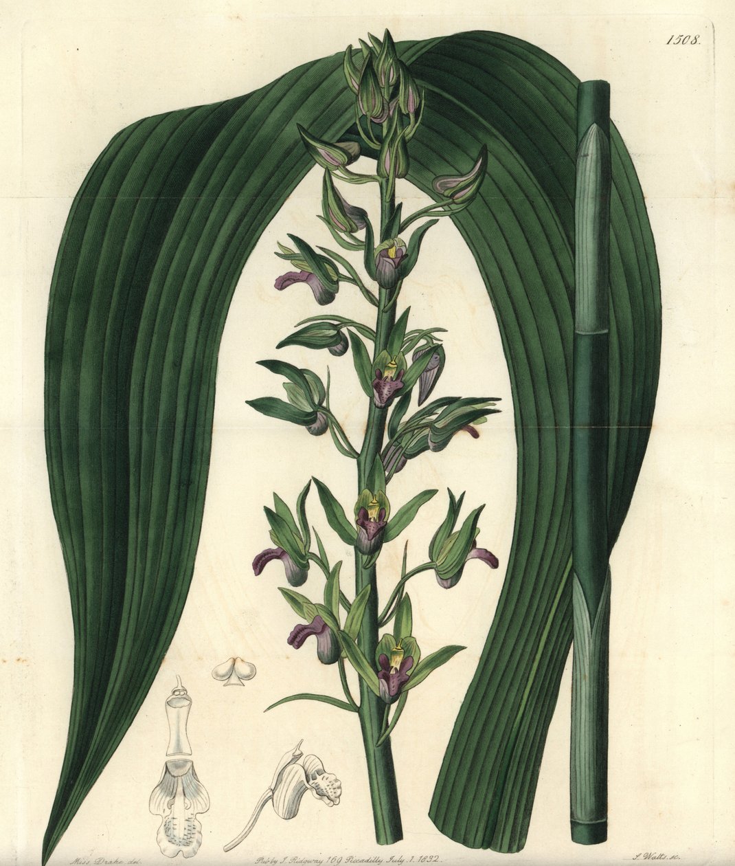 Storczyk naziemny variete - Dzika orchidea kokosowa, Eulophia alta (Woodford