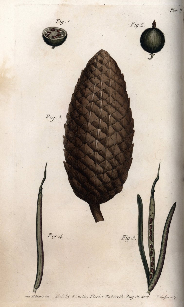 Owoce agrestu mają makrele, owoce sosny zwyczajnej i koniczyny (lub ravenelle). Kolorowa miedzioryt, ilustracja Sydenham Edwards (1768-1819) dla Konferencji Botanicznej, Ogród Botaniczny Lambeth (Anglia) autorstwa Sydenham Teast Edwards