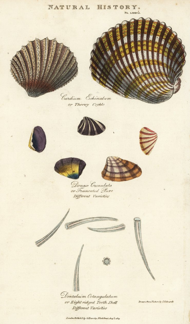 Ciernisty sercówka, Cardium echinatum, ścięty mruczenie, Donax crenulata i ośmioramienna skorupa zęba, Dentalium octgulatum. Ręcznie barwiony miedzioryt według Sydenhama Edwardsa z John Mason Good