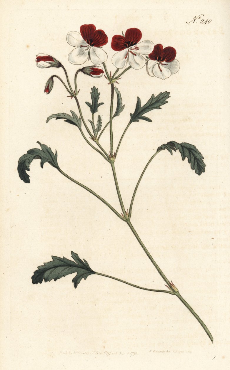 Żurawka trójbarwna, Pelargonium tricolor. Ręcznie kolorowany miedzioryt wykonany przez Sansoma na podstawie ilustracji Sydenhama Edwardsa w "William Curtis