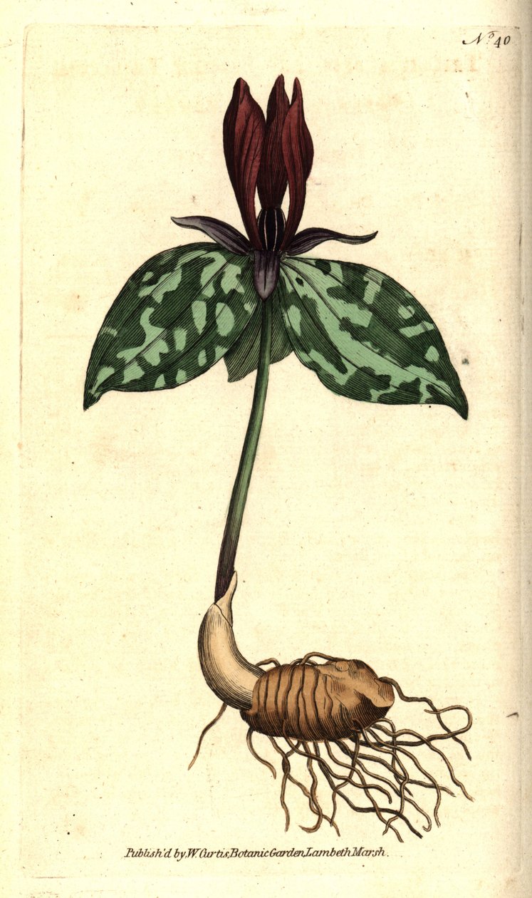Toadshade lub siedzący trillium, Trillium siedzący. Ręcznie kolorowany miedzioryt według ilustracji botanicznej autorstwa Jamesa Sowerby