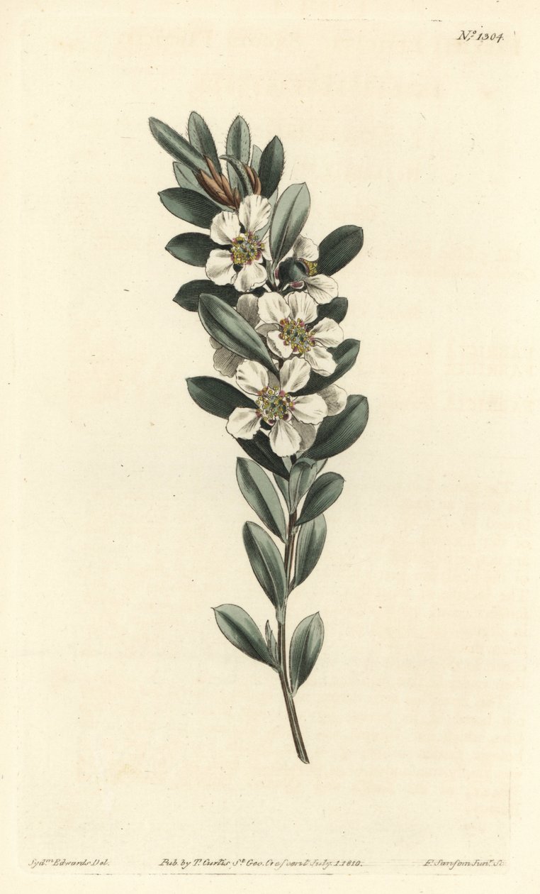 Mirt australijski - Przybrzeżne drzewo herbaciane, Leptospermum laevigatum (Smooth fabricia, Fabricia laevigata). Ręcznie barwiony miedzioryt autorstwa F. Sansoma Jr. według ilustracji Sydenhama Edwardsa z magazynu Botanical Magazine Williama Curtisa, T. C autorstwa Sydenham Teast Edwards