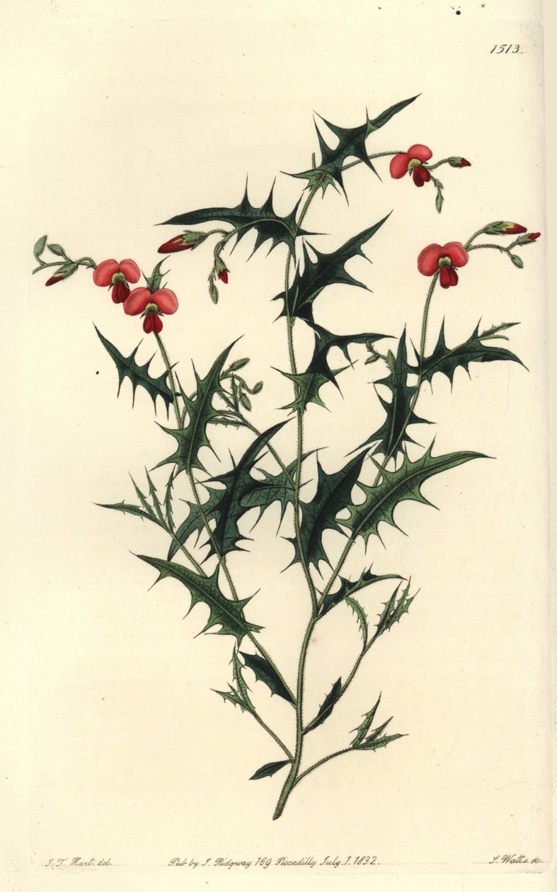 Chorozema trójkątna, Chorozema triangulare. Ręcznie barwiony miedzioryt autorstwa S. Wattsa według ilustracji J.T. Hart z rejestru botanicznego Sydenham Edwards, Ridgeway, Londyn autorstwa Sydenham Teast Edwards