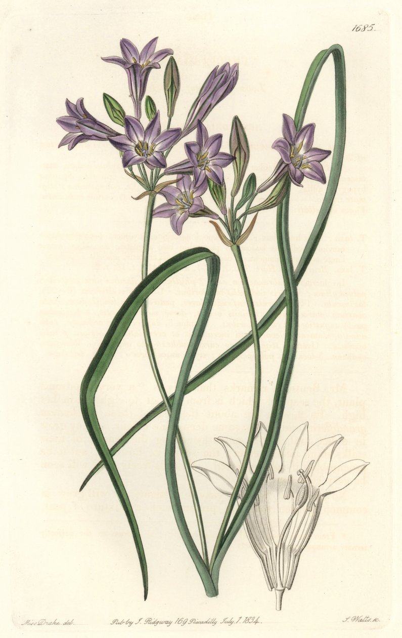 Triteleia ou brodiacea lache - Woda forte autorstwa S. Wattsa z ilustracji Sarah Anne Drake (1803-1857), z rejestru botanicznego autorstwa Sydenham Teast Edwards