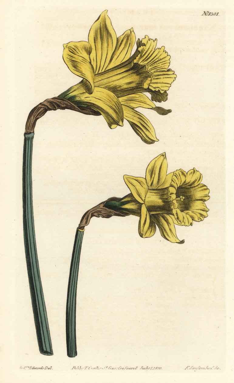 Narcyz trąbkowy, Narcissus hispanicus (Duży żółty hiszpański Narcyz, Narcissus major). Ręcznie barwiony miedzioryt autorstwa F. Sansoma Jr. według ilustracji Sydenhama Edwardsa z magazynu botanicznego Williama Curtisa, T. Curtis, Londyn autorstwa Sydenham Teast Edwards