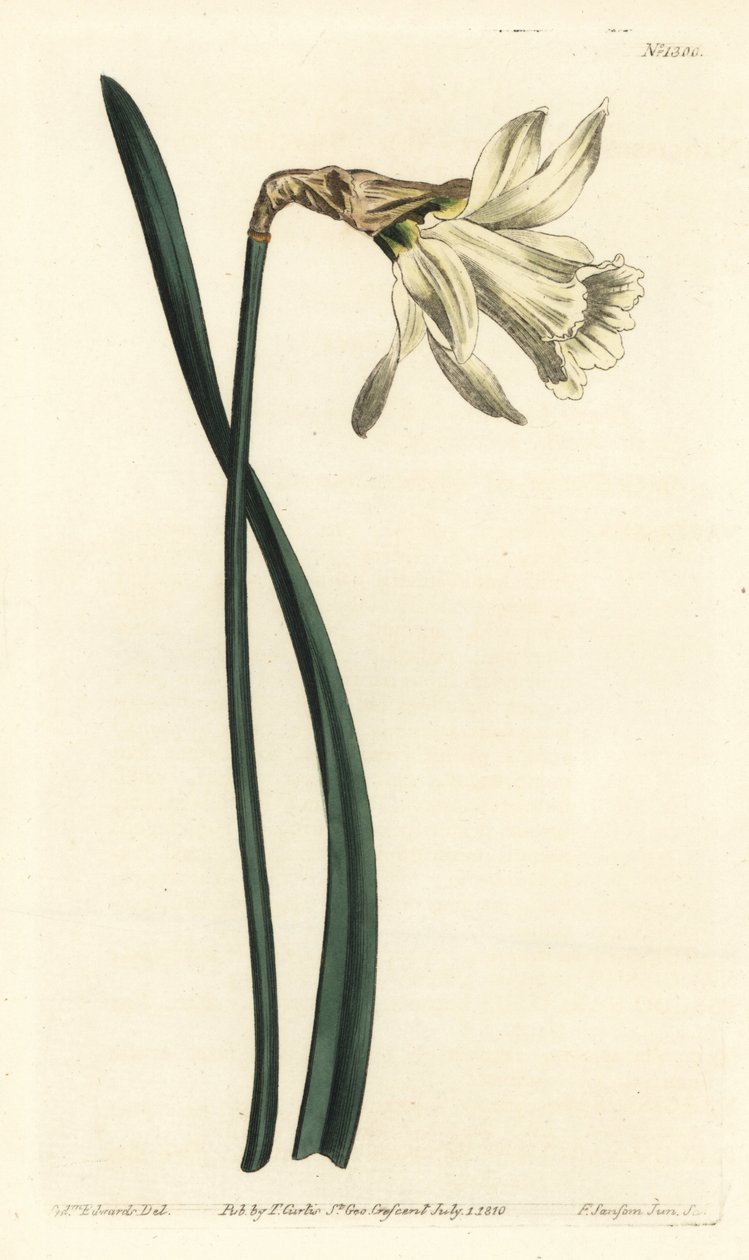 Narcyz trąbkowy - Mniejszy biały żonkil hiszpański, Narcissus pseudonarcissus subsp. moschatus (Narcissus moschatus). Ręcznie barwiony miedzioryt autorstwa F. Sansoma Jr. według ilustracji Sydenhama Edwardsa z Botanical Magazine Williama Curtisa, T. autorstwa Sydenham Teast Edwards