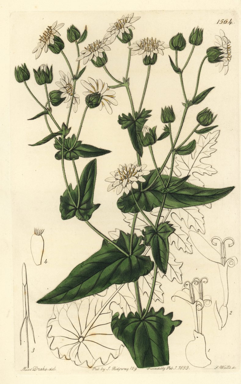 Piżmo rzepakowe, Moscharia pinnatifida. Ręcznie barwiony miedzioryt autorstwa S. Wattsa według ilustracji panny Sarah Drake z rejestru botanicznego Sydenham Edwards, Ridgeway, Londyn autorstwa Sydenham Teast Edwards
