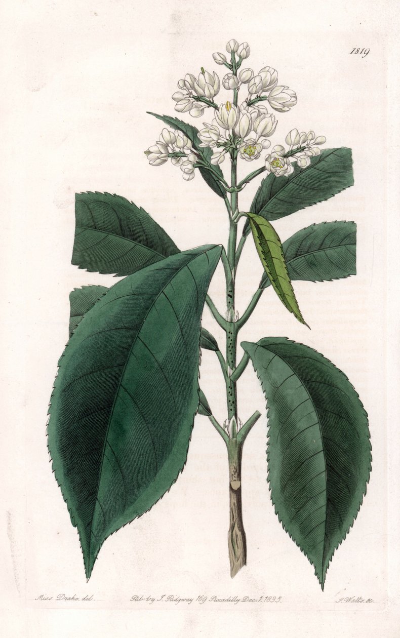 Turpinia Variete - Talerz grawerowany przez S.Wattsa, z ilustracji Sarah Anne Drake (1803-1857), z rejestru botanicznego Sydenham Edwards (1768-1819), Anglia autorstwa Sydenham Teast Edwards
