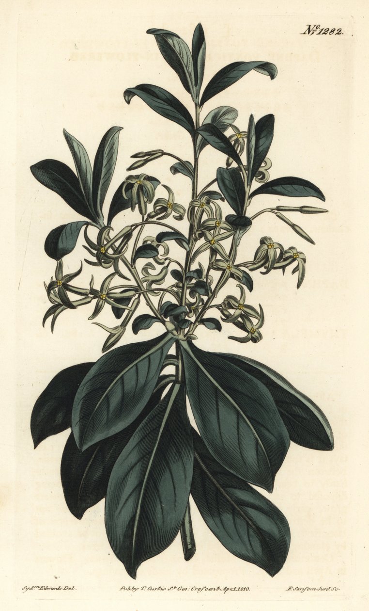 Daphne dwukwiatowa, Daphne pontica. Ręcznie barwiony miedzioryt autorstwa F. Sansoma Jr. według ilustracji Sydenhama Edwardsa z magazynu botanicznego Williama Curtisa, T. Curtis, Londyn autorstwa Sydenham Teast Edwards