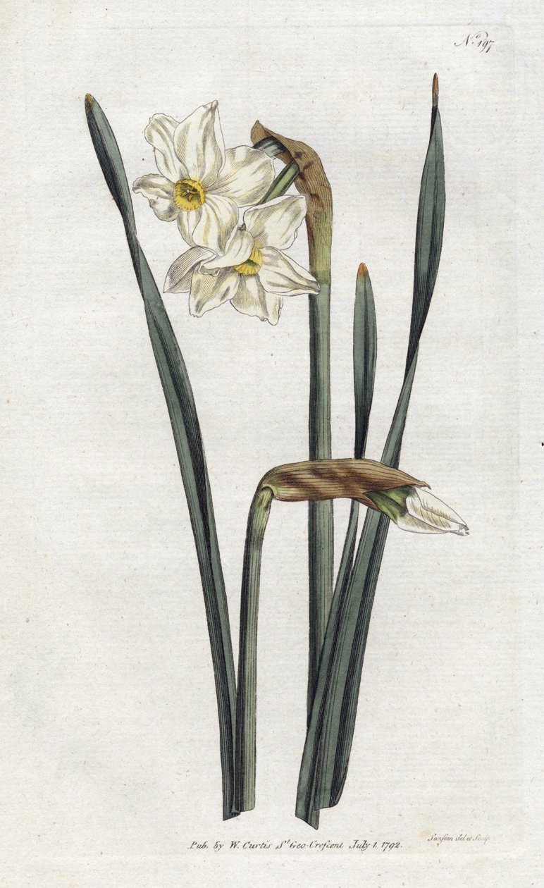 Narcyz dwukwiatowy - Litografia Sydenhama Edwardsa (1768-1819), płyta z magazynu botanicznego Williama Curtisa (1746-1799) autorstwa Sydenham Teast Edwards