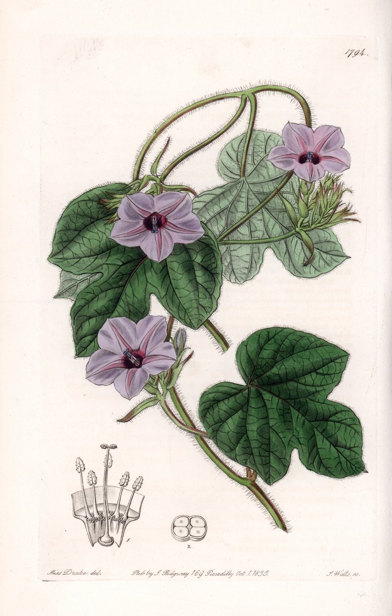 Variete d