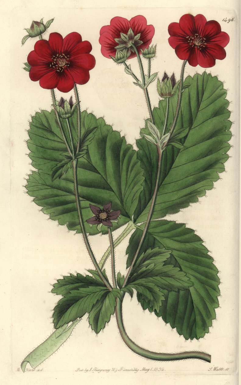 Odmiana Pięciornika - potentilla Russella, Potentilla russelliana. Ręcznie barwiony miedzioryt autorstwa S. Wattsa wg ilustracji M. Harta z Sydenham Edwards