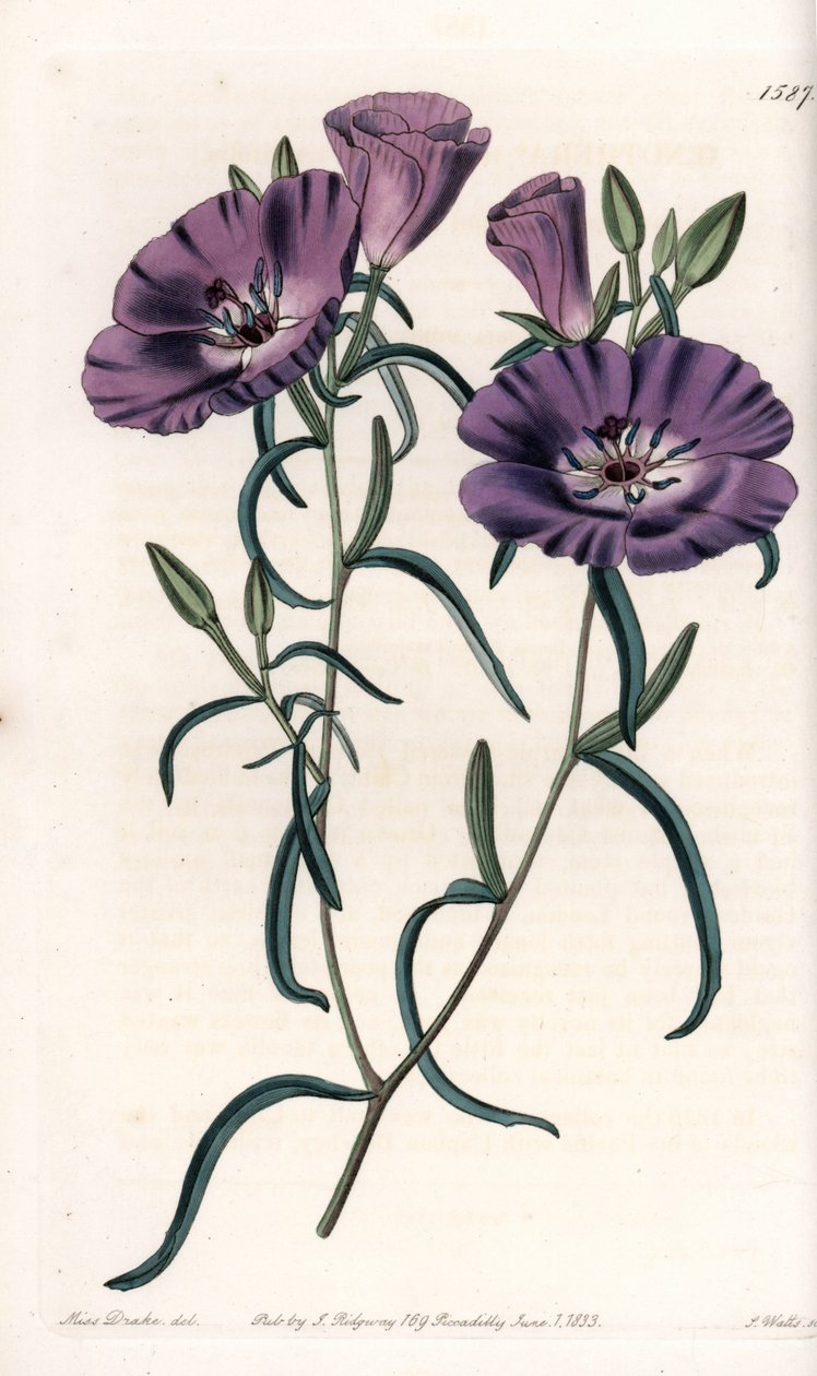 Odmiana Clarkii, pochodząca z Ameryki Południowej Grawerowane przez S.Wattsa, na podstawie ilustracji Sarah Anne Drake (1803-1857), z rejestru botanicznego Sydenham Edwards (1768-1819), Anglia autorstwa Sydenham Teast Edwards