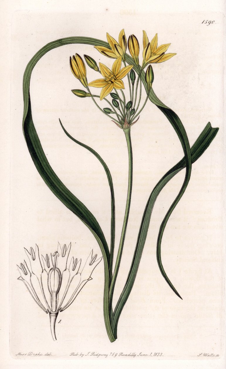 Odmiana Triteleia lub brodeleia, z żółtymi kwiatami, pochodząca z Kalifornii - tabliczka grawerowana przez S.Wattsa, z ilustracji Sarah Anne Drake (1803-1857), z rejestru botanicznego Sydenham Edwards (1768-1819), Anglia autorstwa Sydenham Teast Edwards