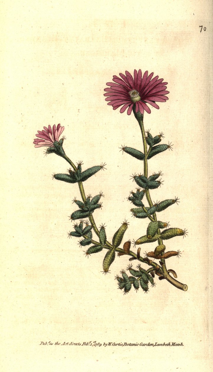 Odmiana ficoida - Brodaty nagietek figowy, Mesembryanthemum barbarum. Ręcznie kolorowany miedzioryt według ilustracji botanicznej z The Botanical Magazine Williama Curtisa, Lambeth Marsh, Londyn autorstwa Sydenham Teast Edwards