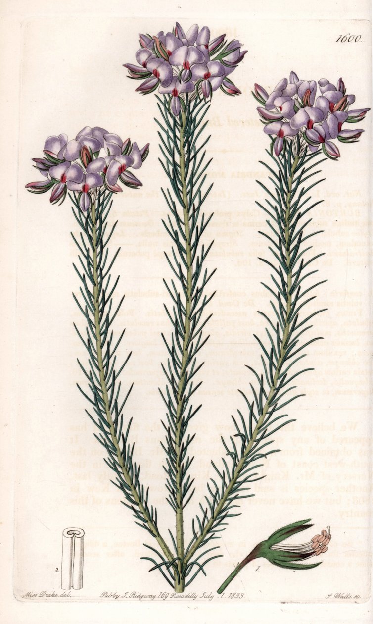 Odmiana gompholobium (rodzina roślin strączkowych), pochodząca z Australii - tabliczka rytowana przez S.Wattsa, z ilustracji Sarah Anne Drake (1803-1857), z rejestru botanicznego Sydenham Edwards (1768-1819), Anglia autorstwa Sydenham Teast Edwards