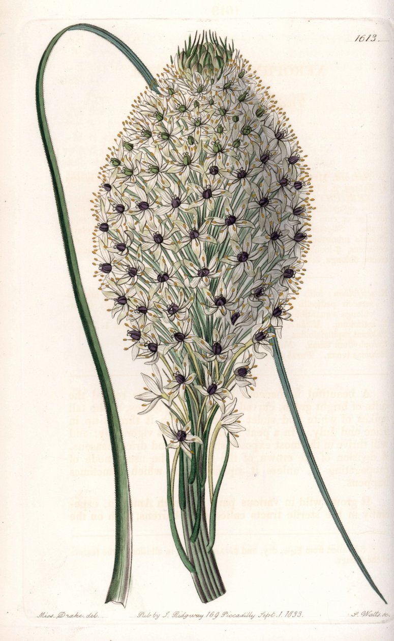 Variete of liliacee (Helonias asphodeloides) - rycina autorstwa S. Wattsa, z ilustracji Sarah Anne Drake (1803-1857), z rejestru botanicznego Sydenhama Edwardsa (1768-1819), Anglia autorstwa Sydenham Teast Edwards