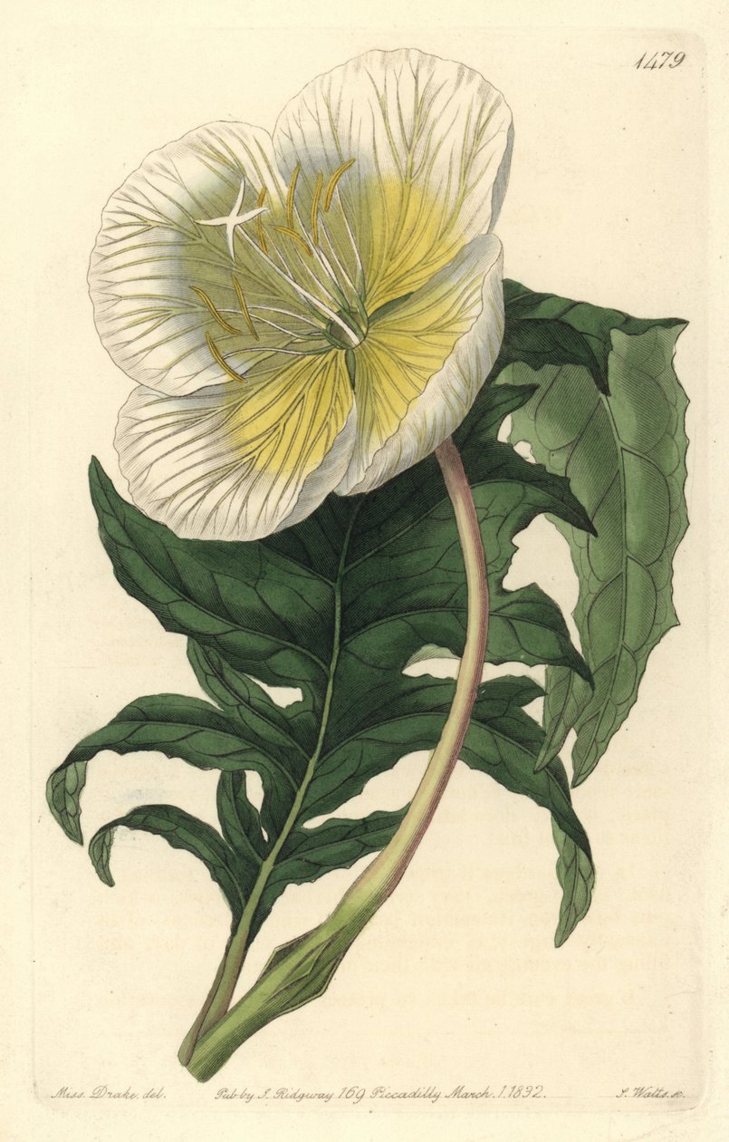Odmiana wiesiołka lub trawy z osiołkiem lub wiesiołkiem - Biała wiesiołka, Oenothera anisoloba. Ręcznie barwiony miedzioryt autorstwa S. Wattsa według ilustracji Sarah Drake z Sydenham Edwards