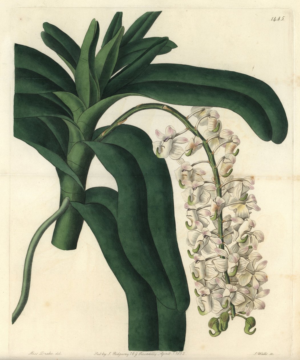 Odmiana epidendrum orchidei, znana jako maść jamajska - Lis storczyk szczotka lub rogatek, Aerides cornutum. Ręcznie kolorowany miedzioryt autorstwa S. Wattsa według ilustracji Sarah Drake z Sydenham Edwards