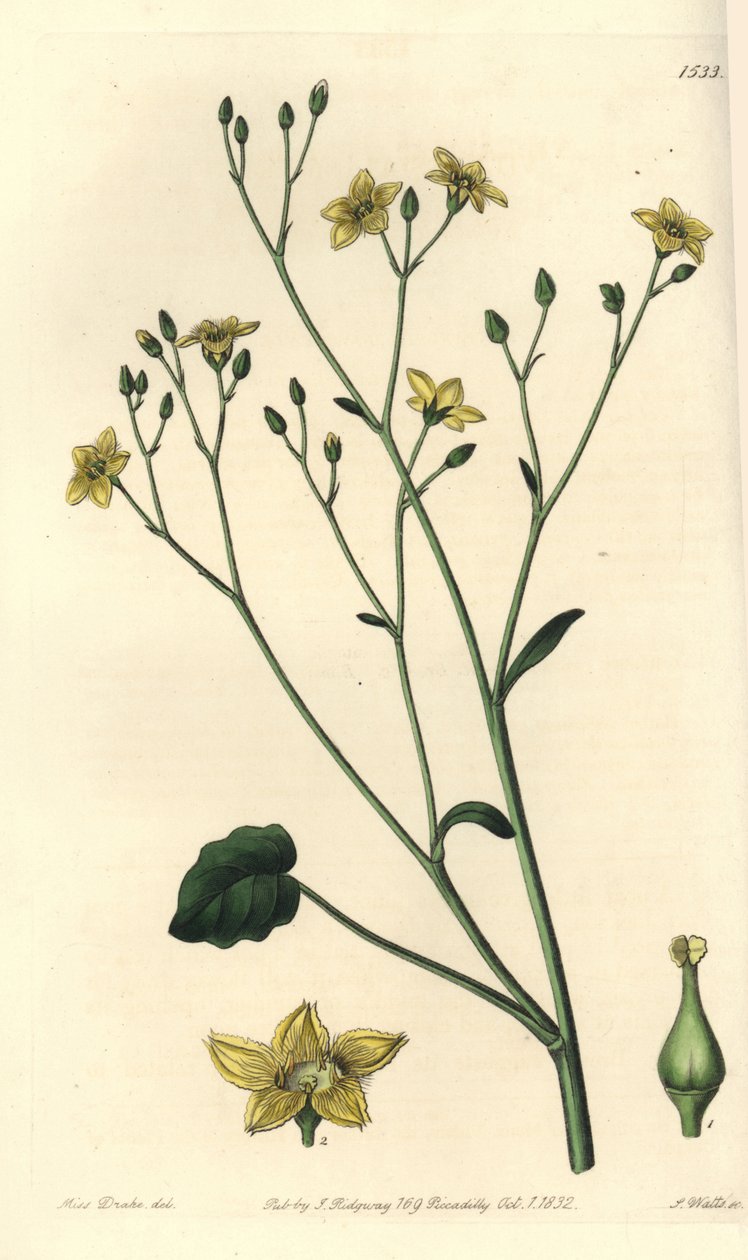 Odmiana villarsi, endemiczna dla Australii - Ornduffia reniformis (willersia nerkowata, Villarsia reniformis). Ręcznie barwiony miedzioryt autorstwa S. Wattsa według ilustracji panny Sarah Drake z Sydenham Edwards