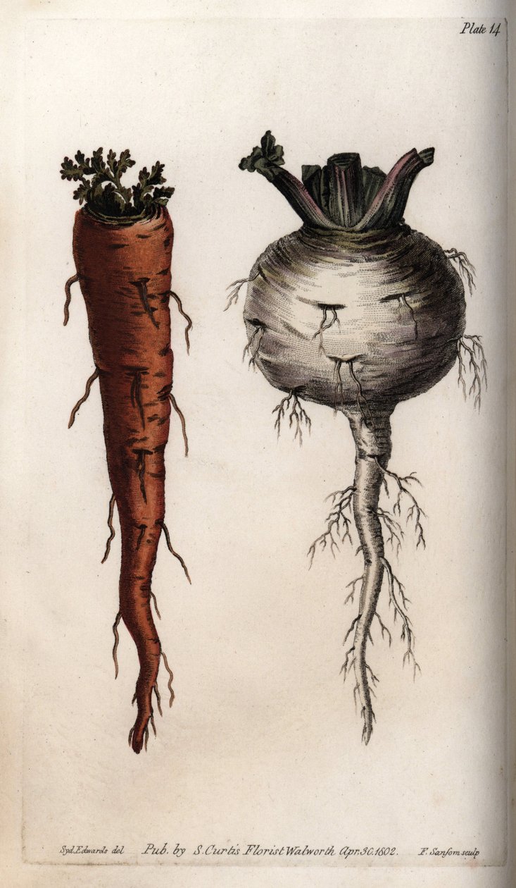 Korzenie warzyw: marchew i rzepa. Kolorowa miedzioryt, ilustracja Sydenham Edwards (1768-1819) dla Konferencji Botanicznej, Ogród Botaniczny Lambeth (Anglia) autorstwa Sydenham Teast Edwards