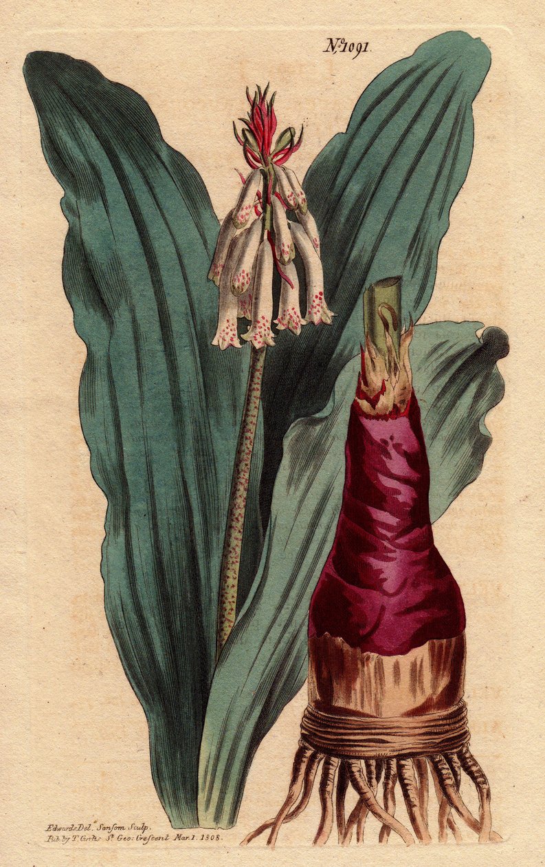 Veltheimia ma liść glaucus, piękną lilię (lilię) z Przylądka Dobrej Esperance (RPA). Veltheimia sinolistna, piękna lilia z Przylądka Dobrej Nadziei. Veltheimia glauca. Ręcznie kolorowany miedzioryt z ilustracji botanicznej autorstwa Sydenham Teast Edwards