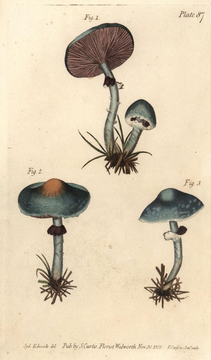 Grzyb patynowy lub pieczarka patynowata, Stropharia aeruginosa, Grzyby, Cryptogamia. Ręcznie barwiony miedzioryt autorstwa F. Sansoma przedstawiający ilustrację botaniczną Sydenhama Edwardsa do Wykładów o botanice Williama Curtisa, dostarczony w Ogrodzie B autorstwa Sydenham Teast Edwards