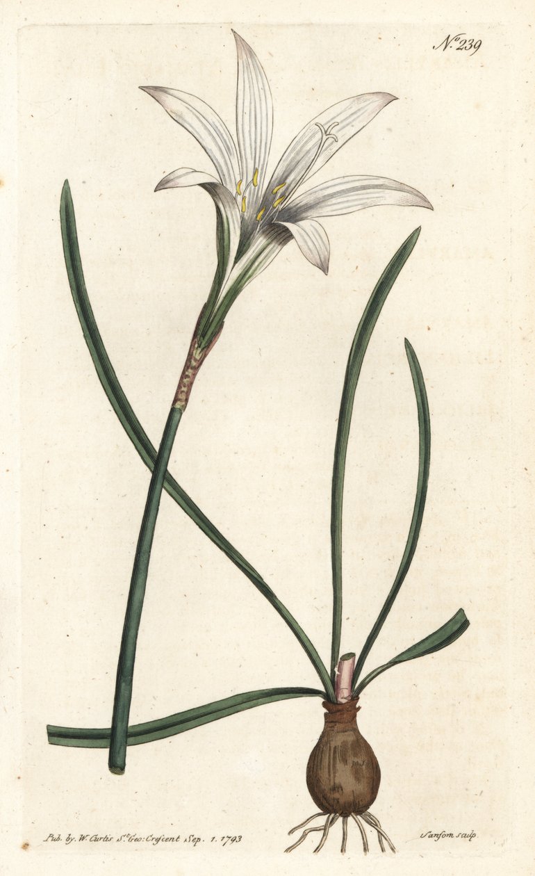 Virginia Amaryllis - Lilia Atamasco, Zephyranthes atamasco (Amaryllis atamasco) - Ręcznie barwiony miedzioryt wykonany przez Sansoma na podstawie ilustracji Sydenhama Edwardsa autorstwa Williama Curtisa Botanical Magazine, Londyn autorstwa Sydenham Teast Edwards
