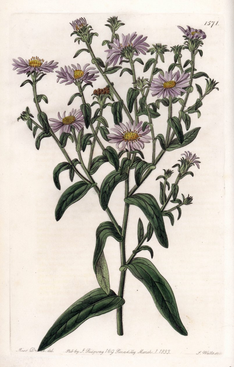Virginia Aster lub Harvester - Talerz grawerowany przez S.Wattsa, z ilustracji Sarah Anne Drake (1803-1857), z rejestru botanicznego Sydenham Edwards (1768-1819), Anglia autorstwa Sydenham Teast Edwards