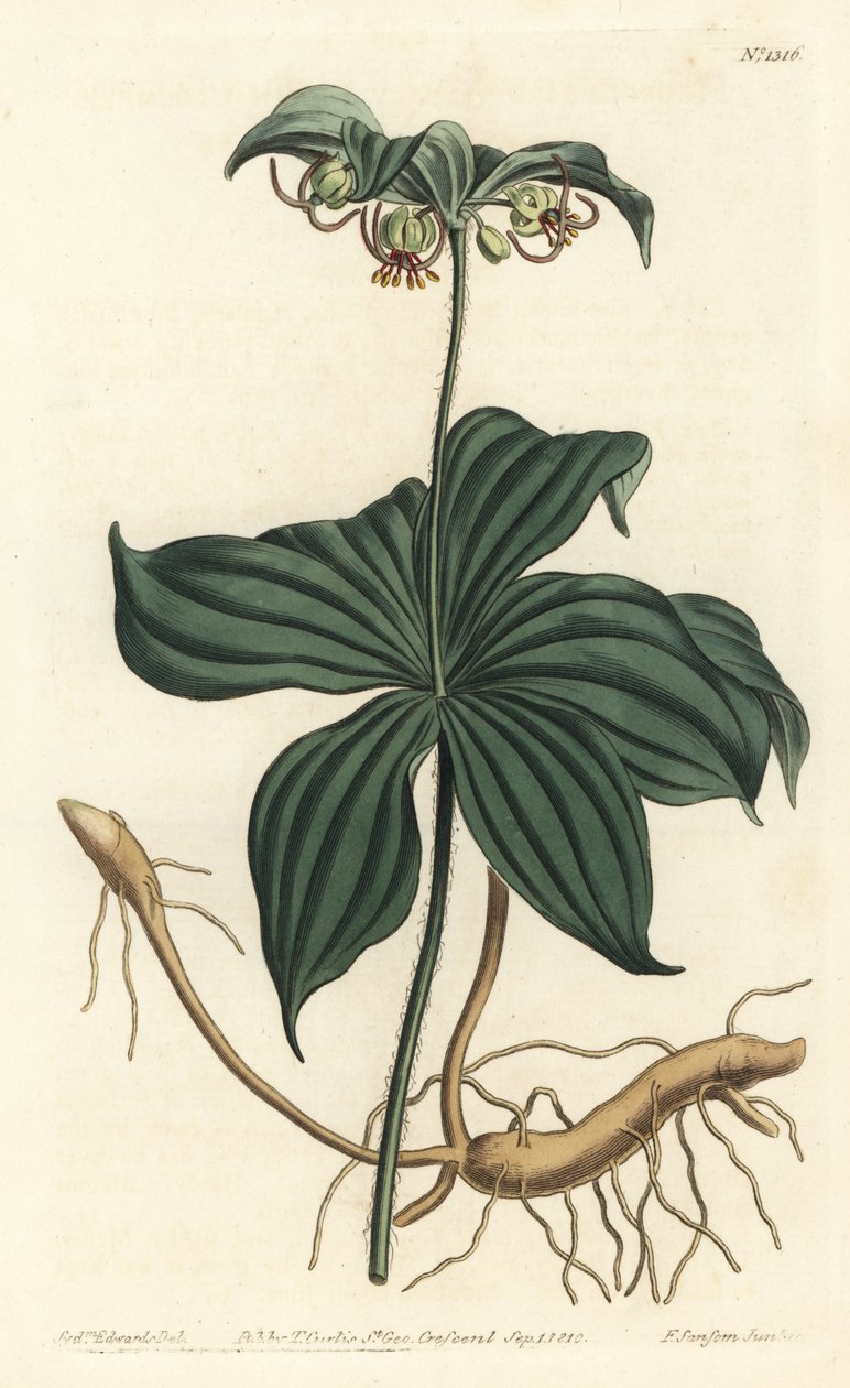 Virginia Medeole czyli dziki ogórek - ogórek indyjski, Medeola virginiana. Ręcznie barwiony miedzioryt autorstwa F. Sansoma Jr. według ilustracji Sydenhama Edwardsa z magazynu botanicznego Williama Curtisa, T. Curtis, Londyn autorstwa Sydenham Teast Edwards