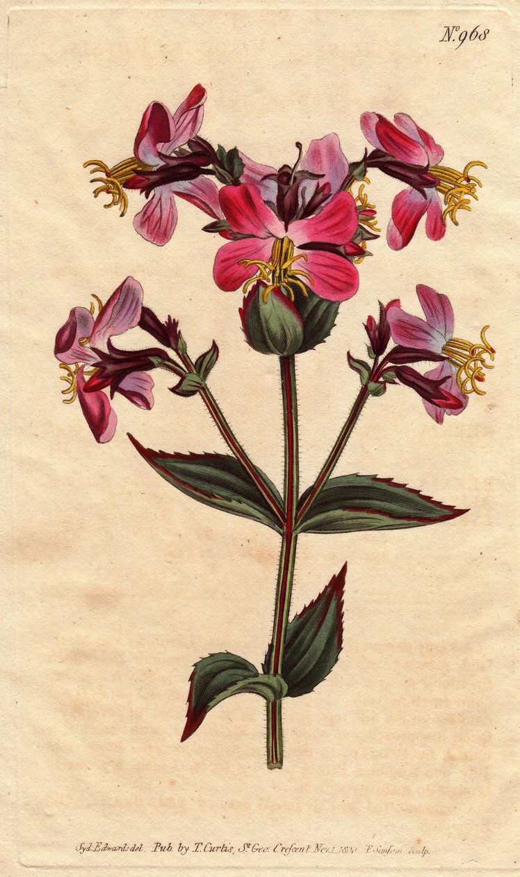 Rhexia virginia, z purpurowymi i różowymi kwiatami Rhexia virginia, z kolorowymi różowymi i fioletowymi kwiatami. Rhexia virginica. Ręcznie kolorowany miedzioryt z ilustracji botanicznej autorstwa Sydenhama Edwardsa z "Botanical Magazine" Williama Curtisa  autorstwa Sydenham Teast Edwards