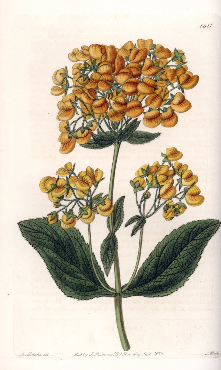 Lepki calceolar (lub mały pantofelek) - Grawerowana tablica autorstwa S.Wattsa, z ilustracji Sarah Anne Drake (1803-1857), z rejestru botanicznego Sydenham Edwards (1768-1819), Anglia autorstwa Sydenham Teast Edwards