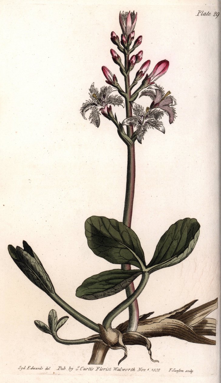 Trefle wody lub menyanthe trefle wody. Kolorowa miedzioryt, ilustracja Sydenham Edwards (1768-1819) dla Konferencji Botanicznej, Ogród Botaniczny Lambeth (Anglia) autorstwa Sydenham Teast Edwards