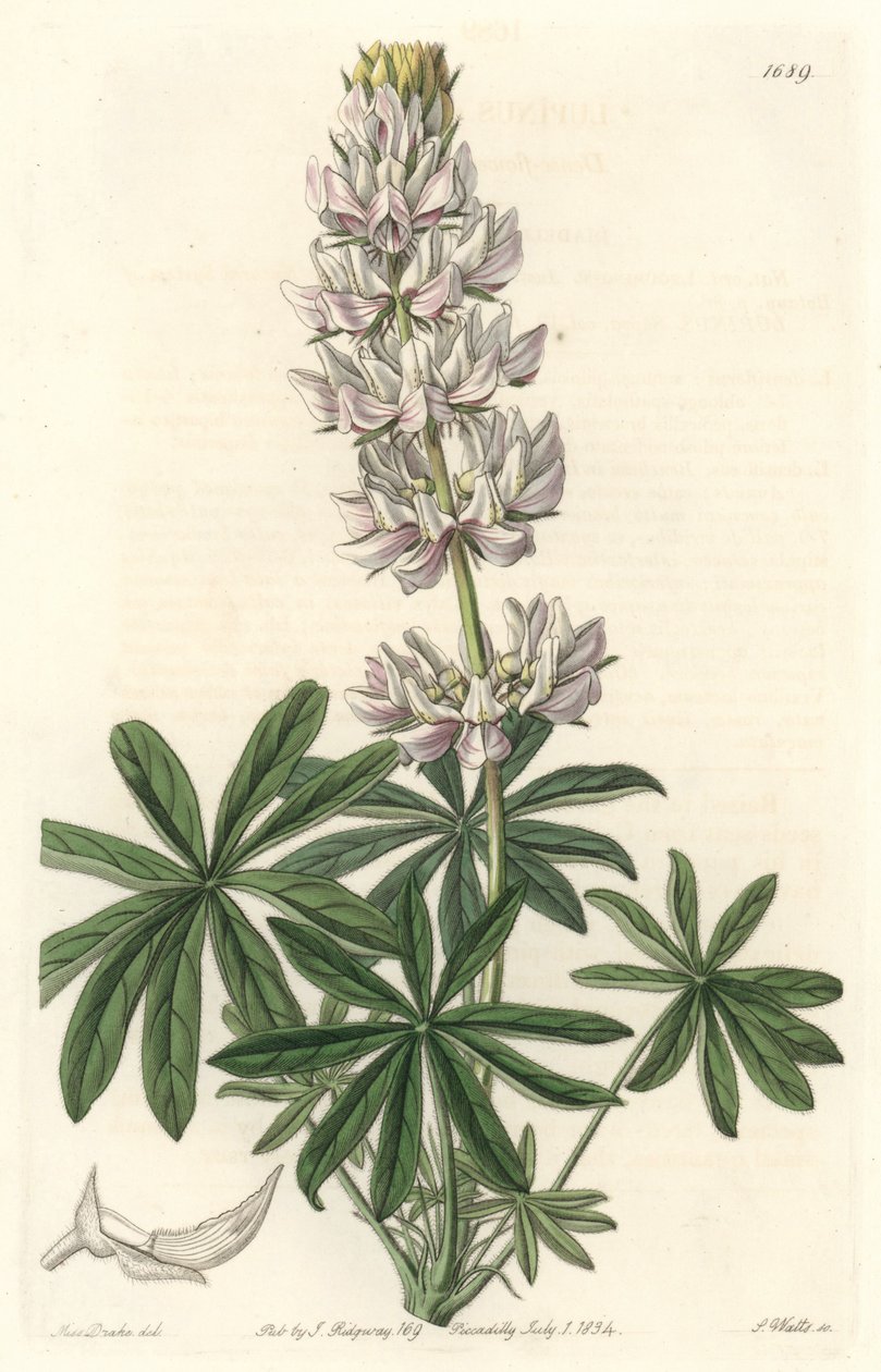 Łubin białokwiatowy (Lupinus microcarpus), pochodzący z Kalifornii - mocna woda S. Watts z ilustracji Sarah Anne Drake (1803-1857), z rejestru botanicznego autorstwa Sydenham Teast Edwards