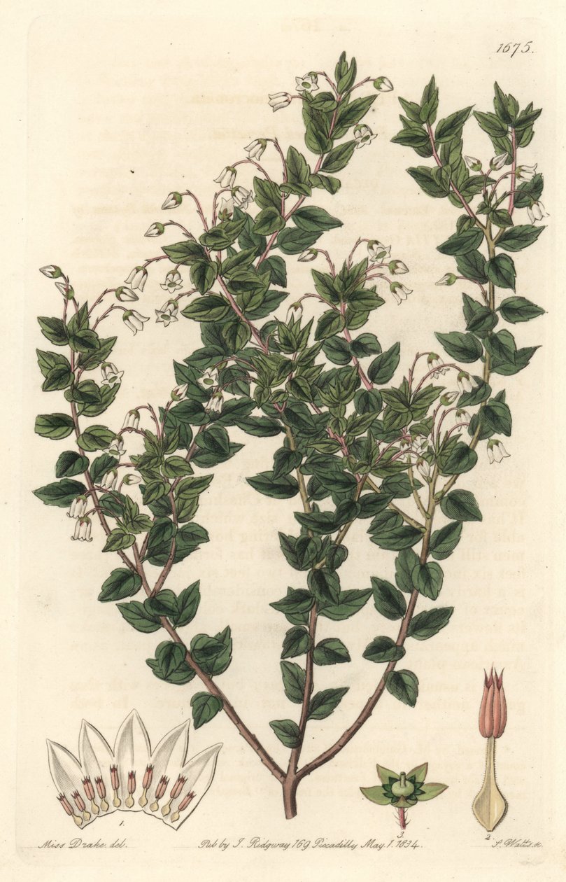Mucronee o białych kwiatach lub pernettya gaultherie - mocna woda S. Watts z ilustracji Sarah Anne Drake (1803-1857), z rejestru botanicznego autorstwa Sydenham Teast Edwards