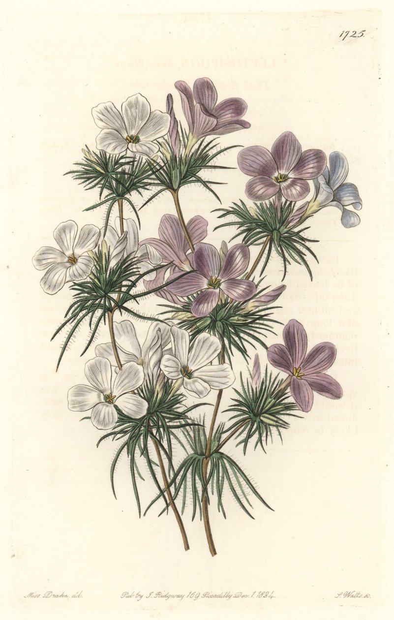 Leptosyfon biało-fioletowy - Strong Water autorstwa S. Wattsa z ilustracji Sarah Anne Drake (1803-1857), z rejestru botanicznego autorstwa Sydenham Teast Edwards