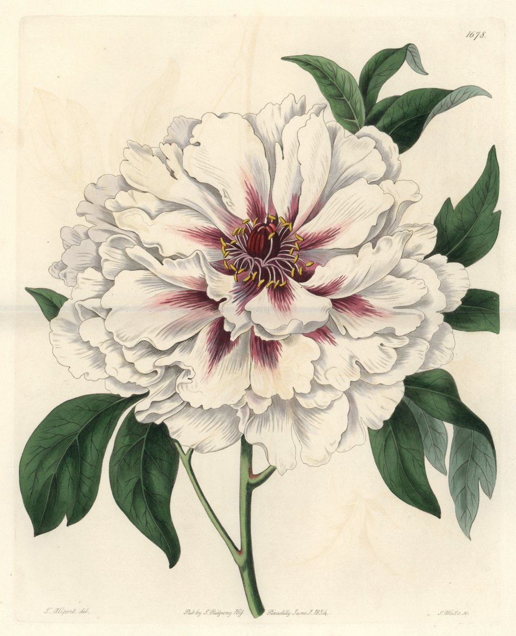 Biała piwonia krzewiasta - Mocna woda autorstwa S. Wattsa z ilustracji Thomasa Allporta (1804-1879), z rejestru botanicznego autorstwa Sydenham Teast Edwards