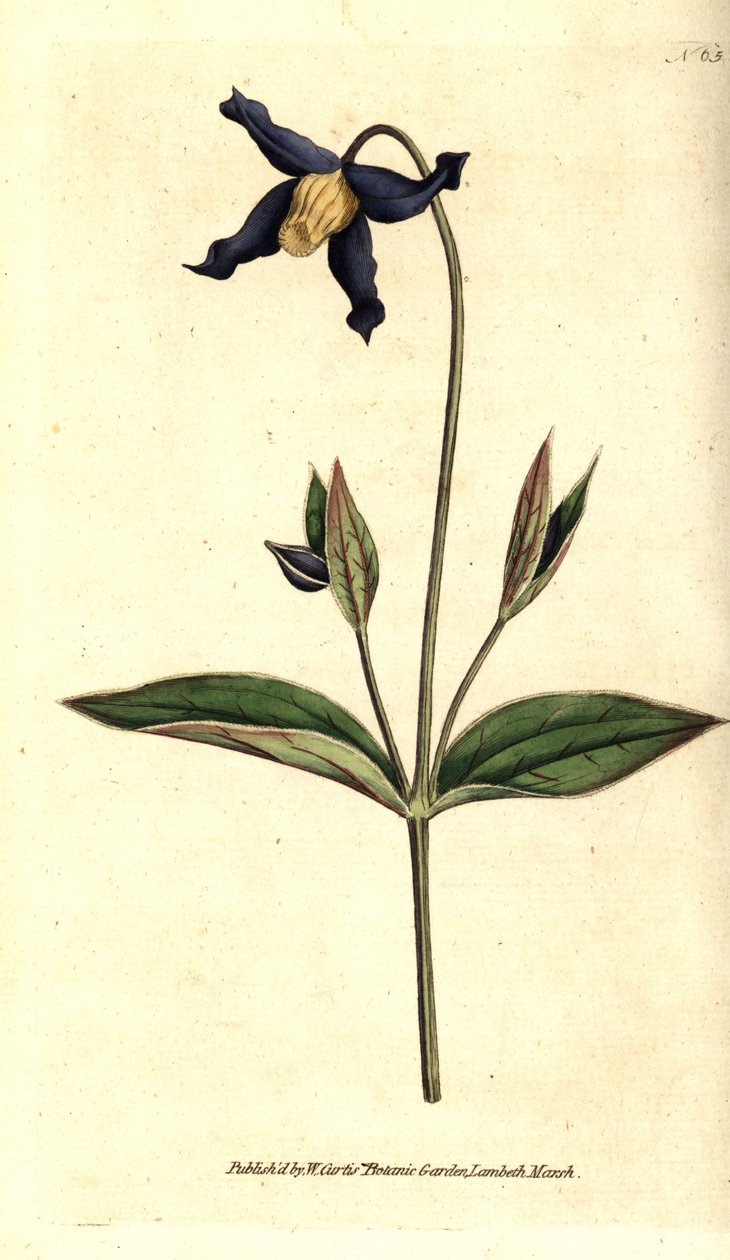 Powojnik całolistny - powojnik całolistny lub altana dziewicza, Clematis integrifolia. Ręcznie kolorowany miedzioryt według ilustracji botanicznej z The Botanical Magazine Williama Curtisa, Lambeth Marsh, Londyn autorstwa Sydenham Teast Edwards