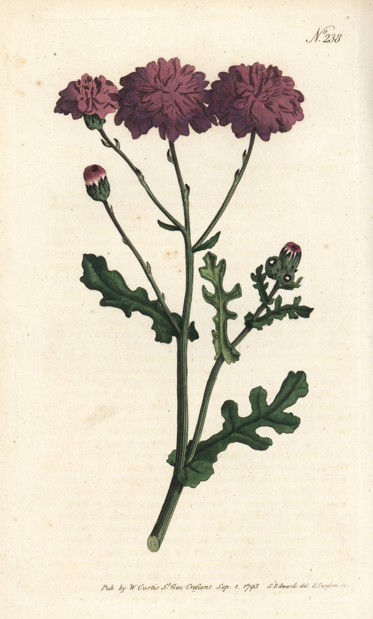 Dziki cineraire - Purpurowa mielona lub starca, Senecio elegans. Ręcznie barwiony miedzioryt autorstwa Sansoma według ilustracji Sydenhama Edwardsa autorstwa Williama Curtisa Botanical Magazine, Londyn autorstwa Sydenham Teast Edwards