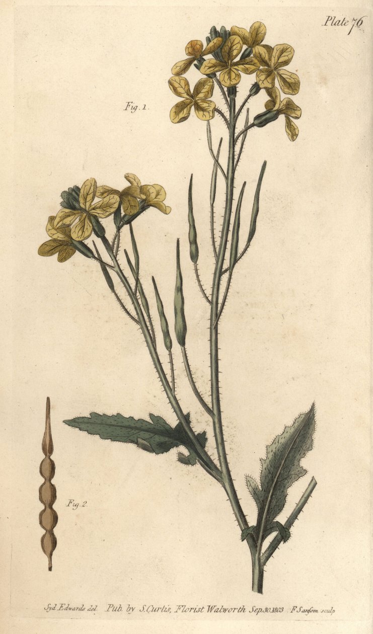 Dzika rzodkiew, Raphanus raphanistrum, Siliquosa. Ręcznie kolorowany miedzioryt autorstwa F. Sansoma przedstawiający ilustrację botaniczną Sydenhama Edwardsa do wykładów Williama Curtisa na temat botaniki, dostarczony w Ogrodzie Botanicznym w Lambeth autorstwa Sydenham Teast Edwards