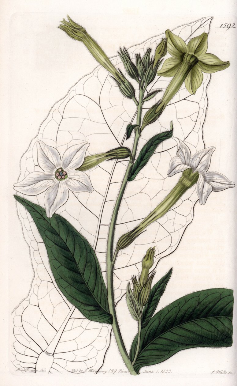 Tytoń skrzydłowy lub tytoń ozdobny - Talerz grawerowany przez S.Wattsa, z ilustracji Sarah Anne Drake (1803-1857), z rejestru botanicznego Sydenham Edwards (1768-1819), Anglia autorstwa Sydenham Teast Edwards
