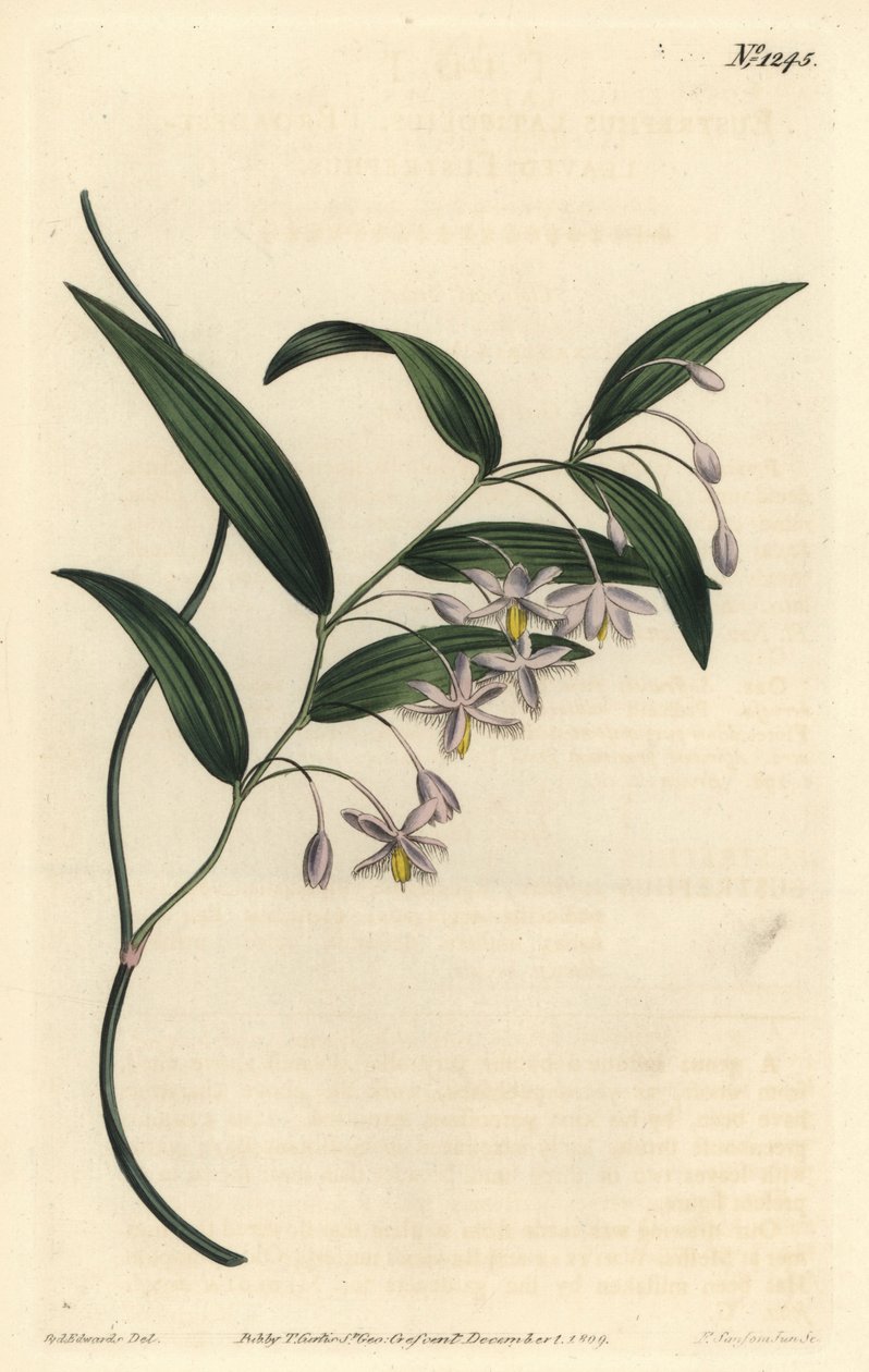 Jagoda Wombat lub eustrefus o najszerszych liściach, Eustrephus latifolius. Ręcznie barwiony miedzioryt autorstwa F. Sansoma Jr. według ilustracji Sydenhama Edwardsa z magazynu botanicznego Williama Curtisa, T. Curtis, Londyn autorstwa Sydenham Teast Edwards