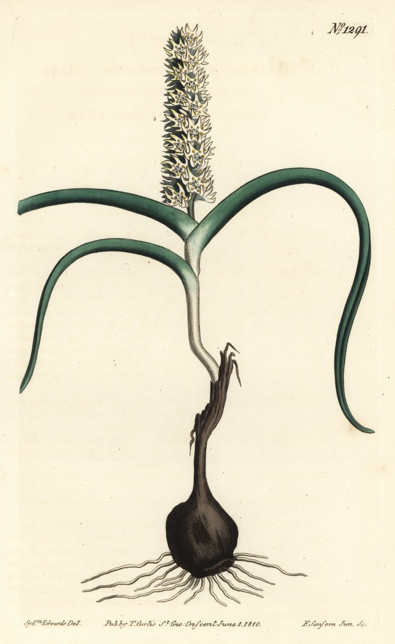 Wurmbea monopetala (Melanthium wielokwiatowe, Melanthium monopetalum). Ręcznie barwiony miedzioryt autorstwa F. Sansoma Jr. według ilustracji Sydenhama Edwardsa z magazynu botanicznego Williama Curtisa, T. Curtis, Londyn autorstwa Sydenham Teast Edwards