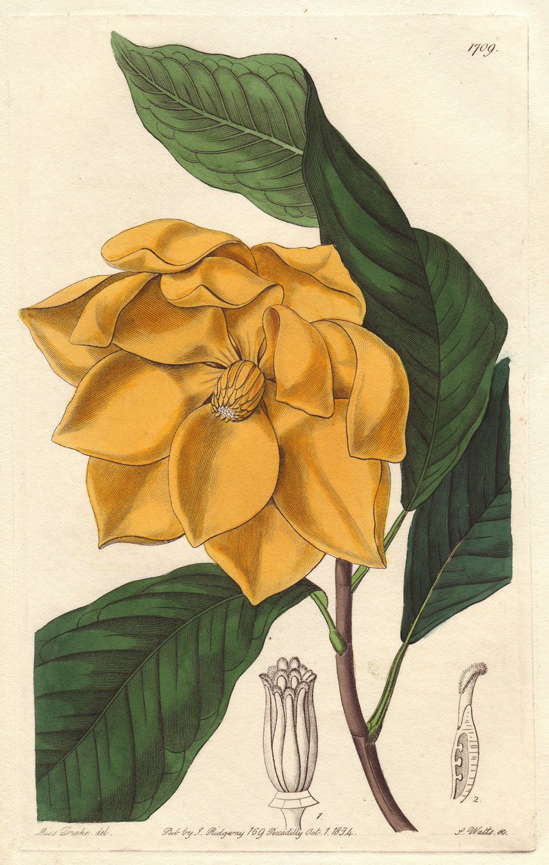 Magnolia żółtokwiatowa, pochodząca z Jawy (Indonezja) - Silna woda autorstwa S. Wattsa z ilustracji Sarah Anne Drake (1803-1857), z Rejestru Botanicznego autorstwa Sydenham Teast Edwards