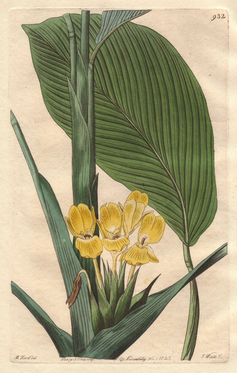 Kalatea o żółtych kwiatach, pochodząca z Brazylii - mocna woda S. Watts z ilustracji autorstwa M. Mart, z rejestru botanicznego autorstwa Sydenham Teast Edwards
