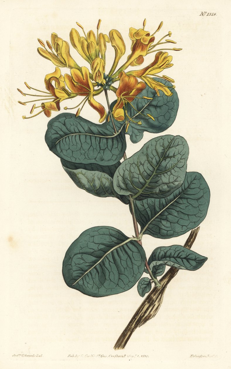 Dzięcioł żółtokwiatowy, Lonicera flava. Ręcznie barwiony miedzioryt autorstwa F. Sansoma Jr. według ilustracji Sydenhama Edwardsa z magazynu botanicznego Williama Curtisa, T. Curtis, Londyn autorstwa Sydenham Teast Edwards