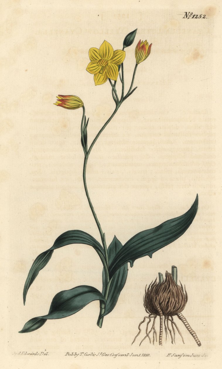 Cyanella żółta, Cyanella lutea. Ręcznie barwiony miedzioryt autorstwa F. Sansoma Jr. według ilustracji Sydenhama Edwardsa z magazynu botanicznego Williama Curtisa, T. Curtis, Londyn autorstwa Sydenham Teast Edwards