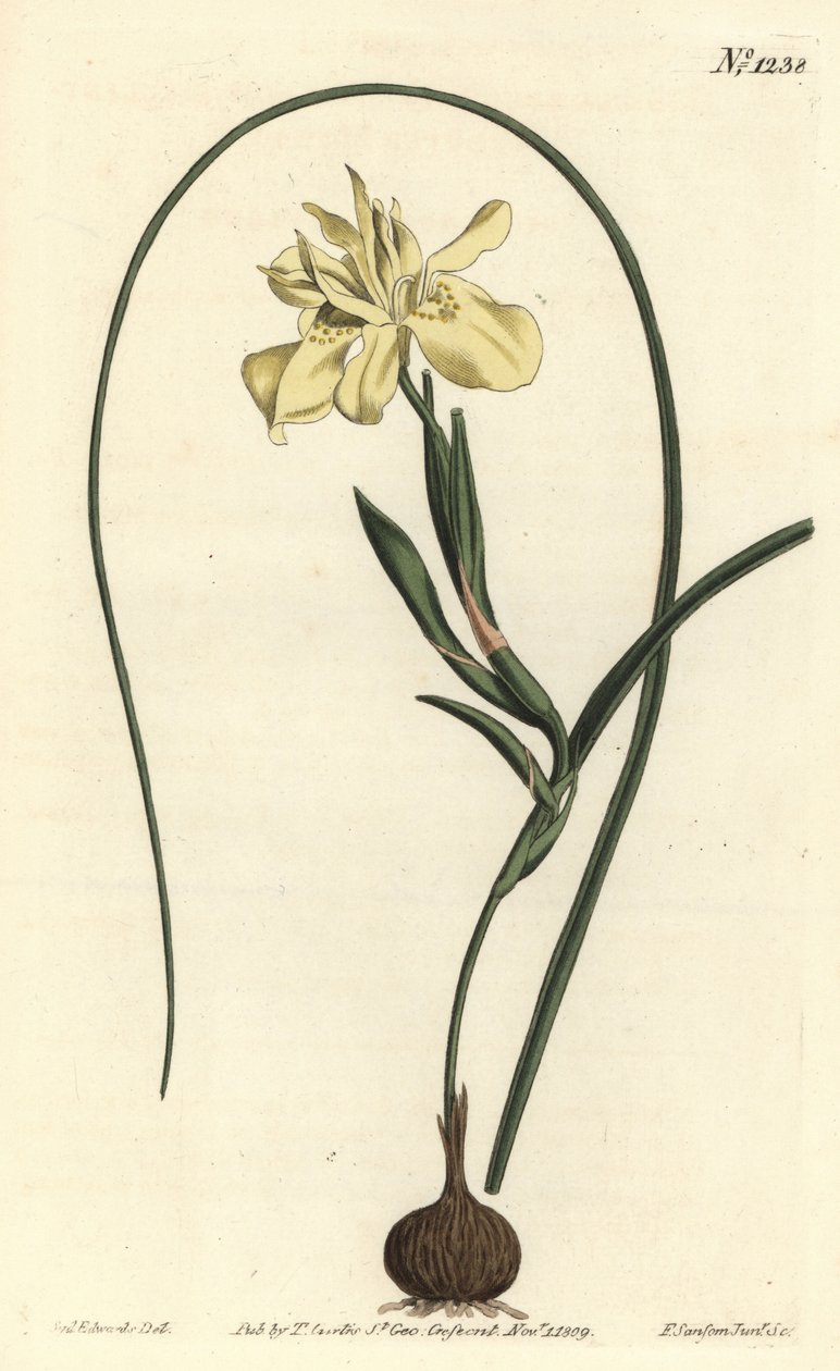 Żółta moraea z korzeniami esculent, Moraea fugax (Moraea edulis). Ręcznie barwiony miedzioryt autorstwa F. Sansoma Jr. według ilustracji Sydenhama Edwardsa z magazynu botanicznego Williama Curtisa, T. Curtis, Londyn autorstwa Sydenham Teast Edwards
