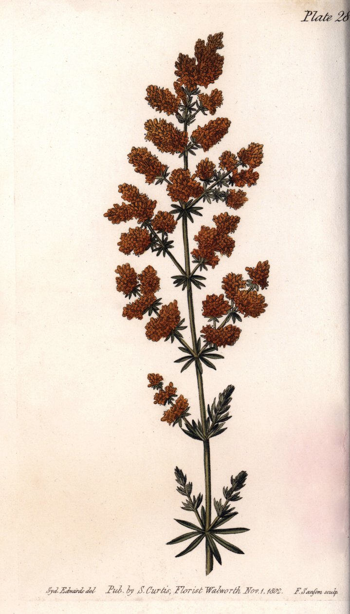 Żółta kamizelka lub żółta przepiórka mleczna. Kolorowa miedzioryt, ilustracja Sydenham Edwards (1768-1819) dla Konferencji Botanicznej, Ogród Botaniczny Lambeth (Anglia) autorstwa Sydenham Teast Edwards